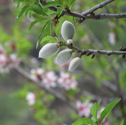 almond tree, almond bud