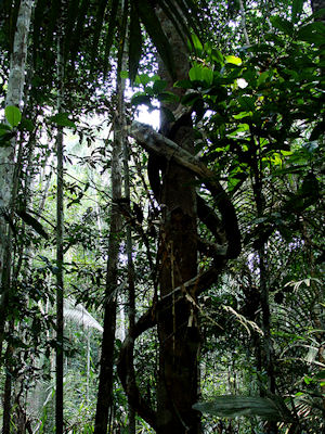 amazon rainforest, brazil, vine tree