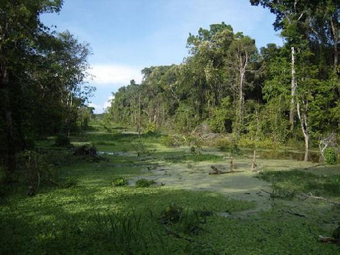 amazon rainforest, brazil