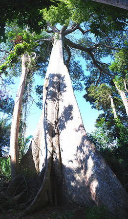 amazon rainforest, peru, giant lupina tree