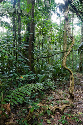 amazon rainforest, peru, vine tree