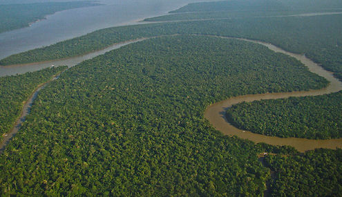 amazon rainforest, rio solimoes, brazil
