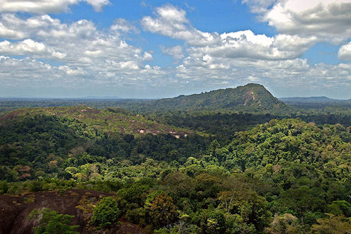 amazon rainforest, surinam