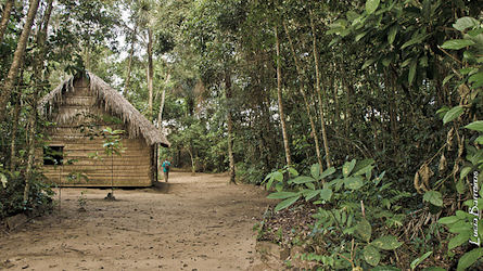 amazon rainforest, taruma, brazil