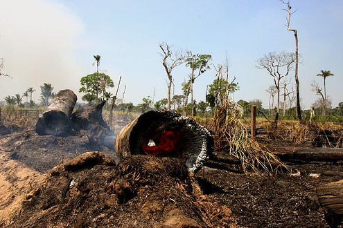 air pollution causes, amazon deforestation