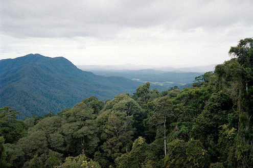 australian rainforest, new south wales