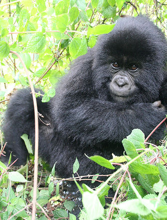 smiling baby mountain gorilla, rwanda