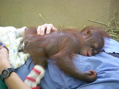 baby orangutan sleeping