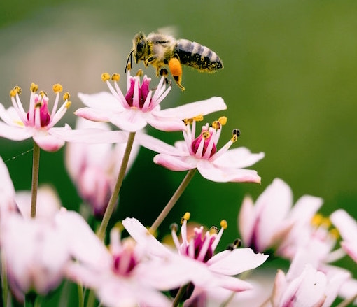 bee flower environment