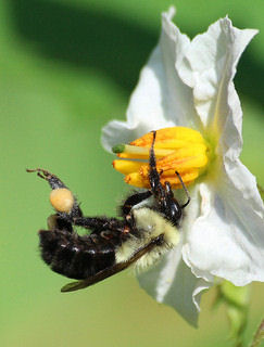 bee, species diversity