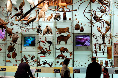 biodiversity, display