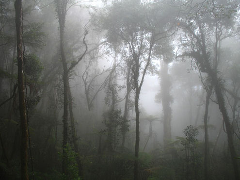 borneo forest, mount kinabalu jungle, mist, fog