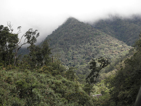 borneo mountain rainforest, foot of mount kinabalu