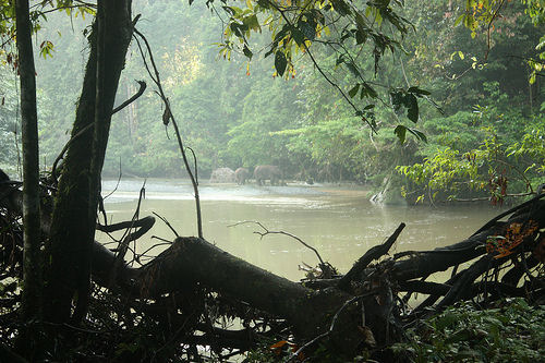 borneo rainforest, danum valley, river