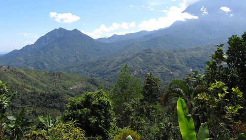 borneo rainforest, mount nungkok