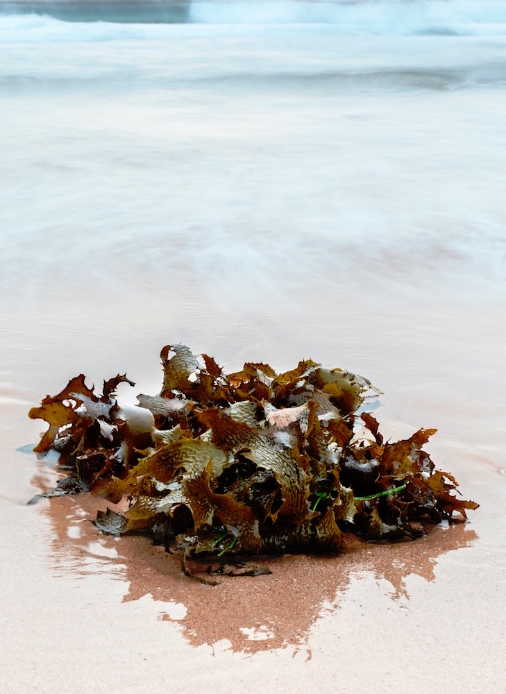 brown seaweed