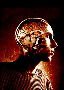 central nervous system, brain