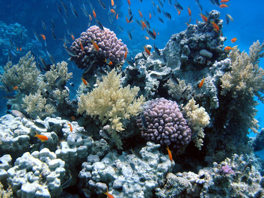 coral reefs, red sea