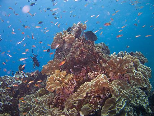 coral reefs, thailand