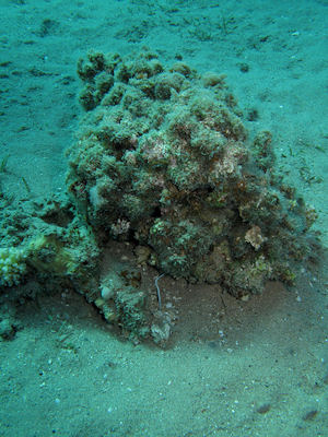 polluted corals, dead, red sea