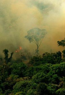 deforestation, amazon