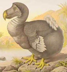 dodo extinct bird