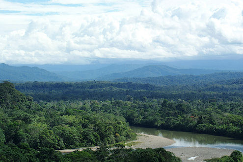 amazon rainforest, ecuador