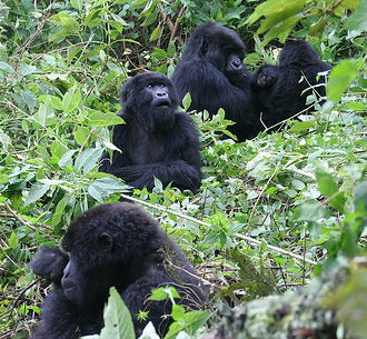 endangered gorillas rwanda
