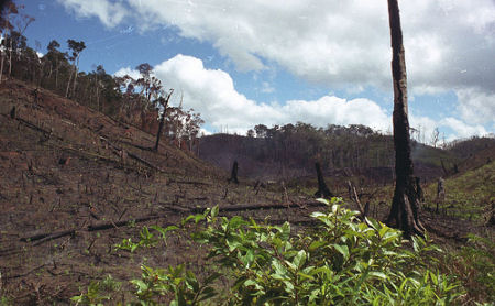 rainforest destruction, madagascar