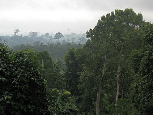 ghana rainforest, african rainforest
