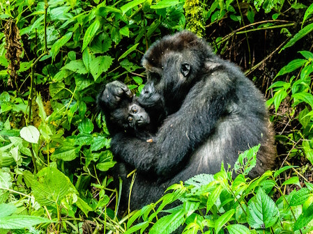 gorilla mother baby congo