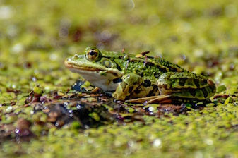 green frog sun