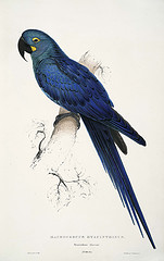 hyacinth macaw, edward lear