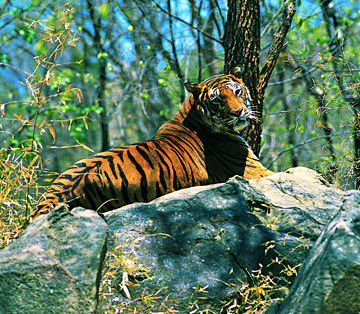 indian tiger, kerala
