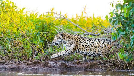 jaguar in the wild, mato gross, brazil