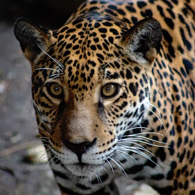 jaguar female, mama