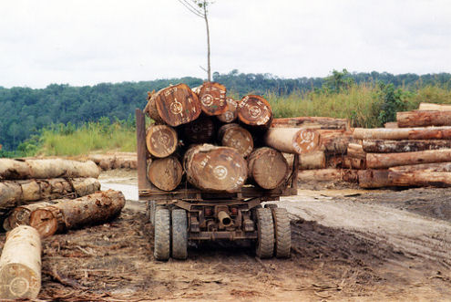 logging pollution