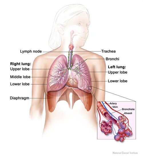 lungs, respiratory system