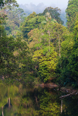 malaysian rainforest