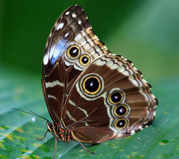 morpho butterflies eyespots