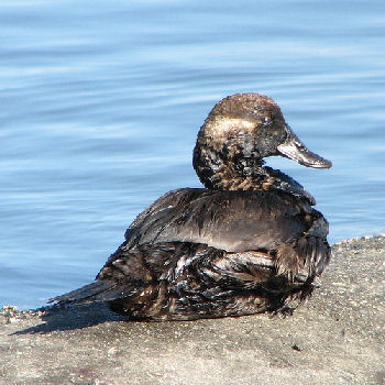 oil coated duck