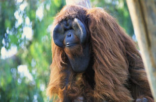 orangutan, male