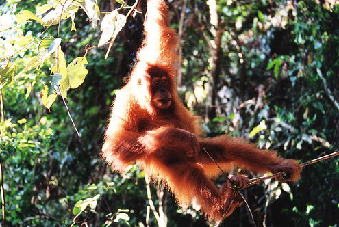 orangutan swing