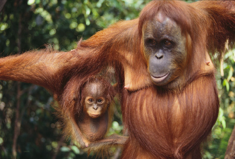 orangutan mother child