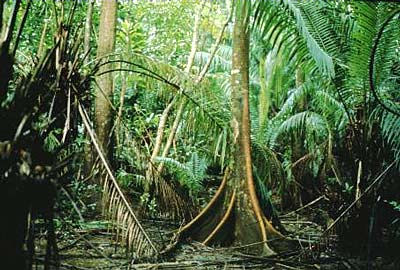 panama rainforest