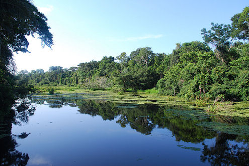 peruvian rainforest, amazon
