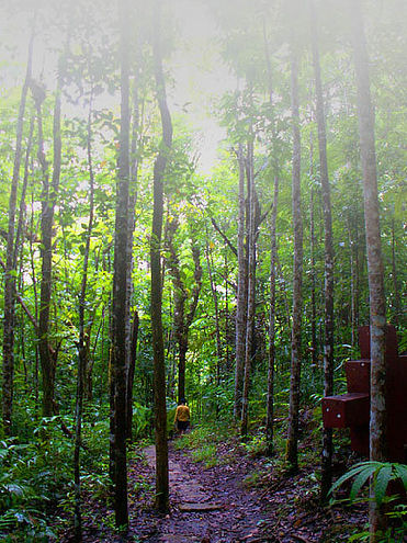 philippines rainforest, mt. bandila-an