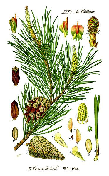 pine tree nuts
