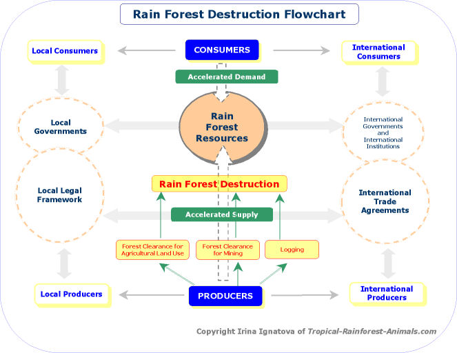 rainforest destruction flowchart