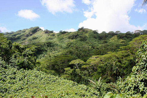 tropical rainforest, french polynesia